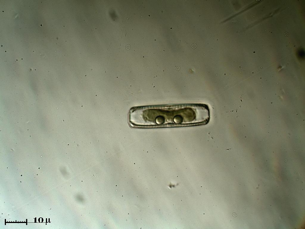 Diatomea