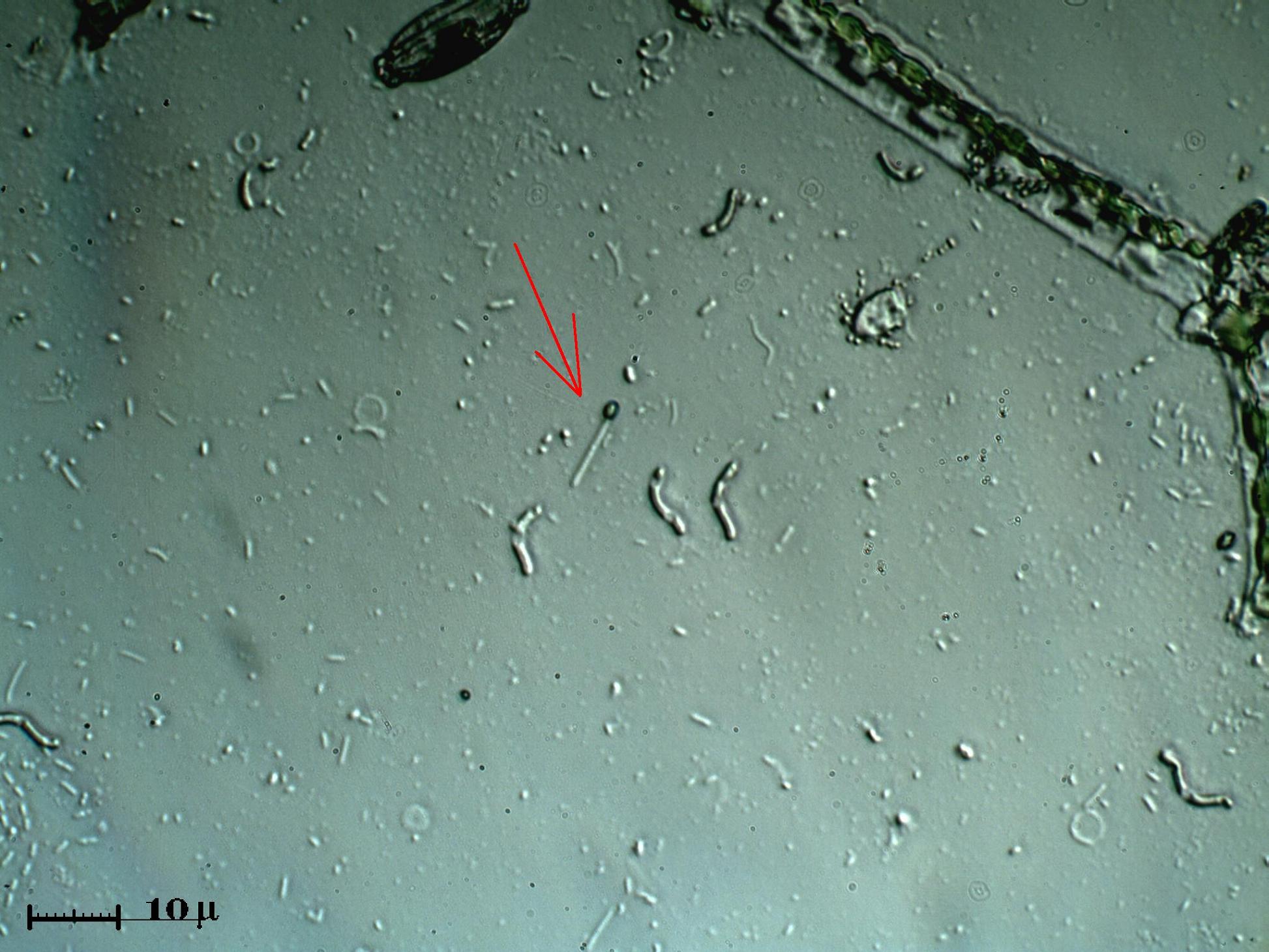Batterio(?) da identificare