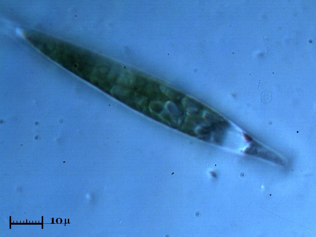 Euglena in luce crepuscolare