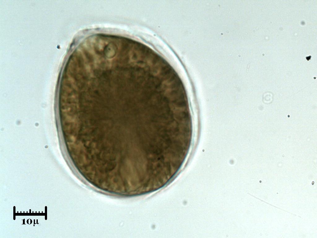 Sembra un''alga ma si muove come un ciliato