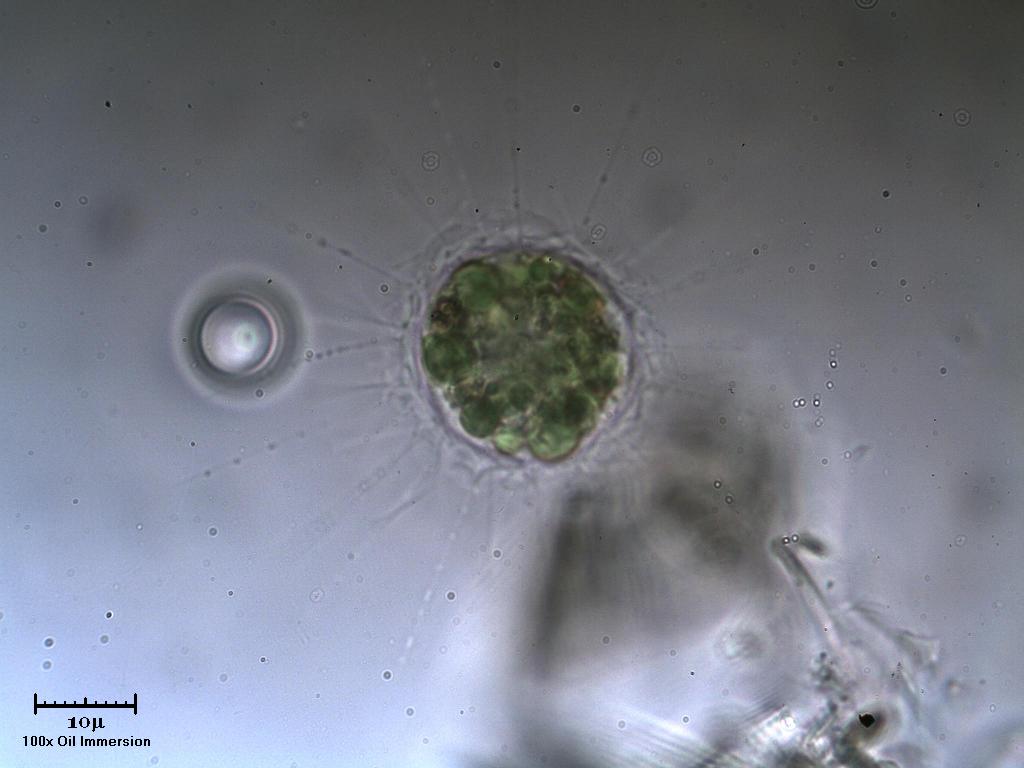 Helioglena