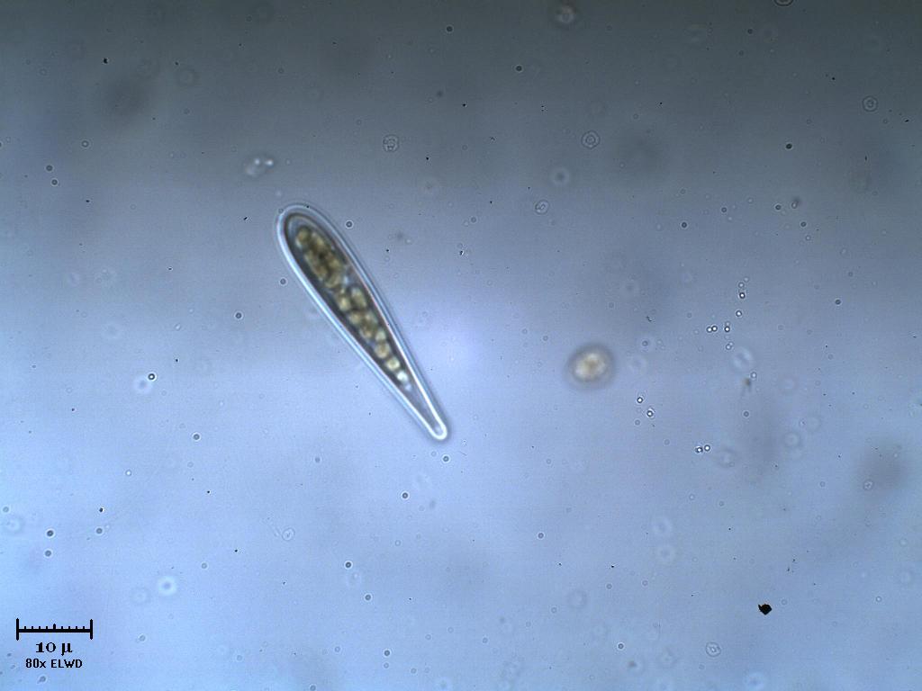 WILMA! Dammi la clava!