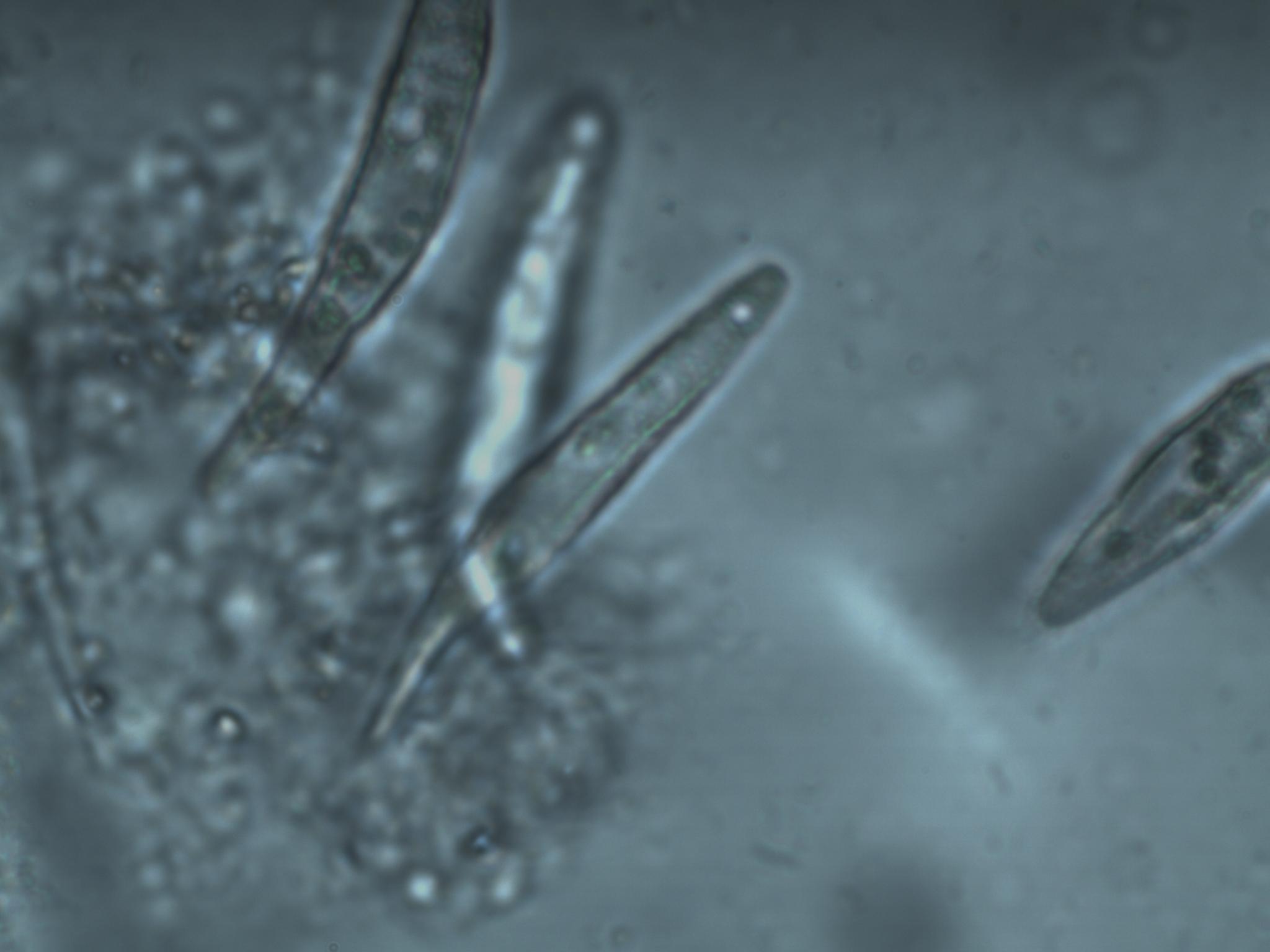 Confronto fra Telecamera MOTICAM 2300 e NIKON D300