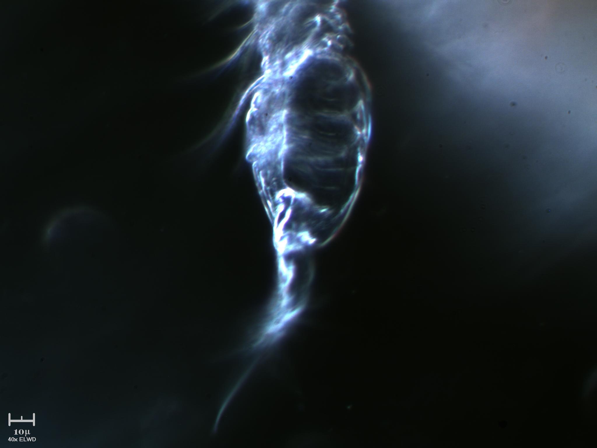 Tutto il Copepode minuto per minuto