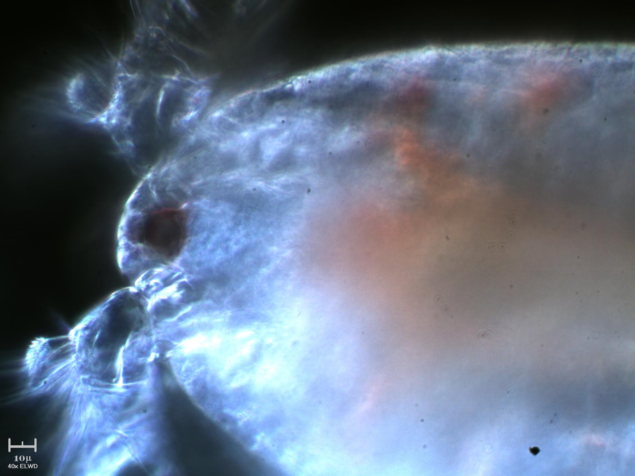 Tutto il Copepode minuto per minuto