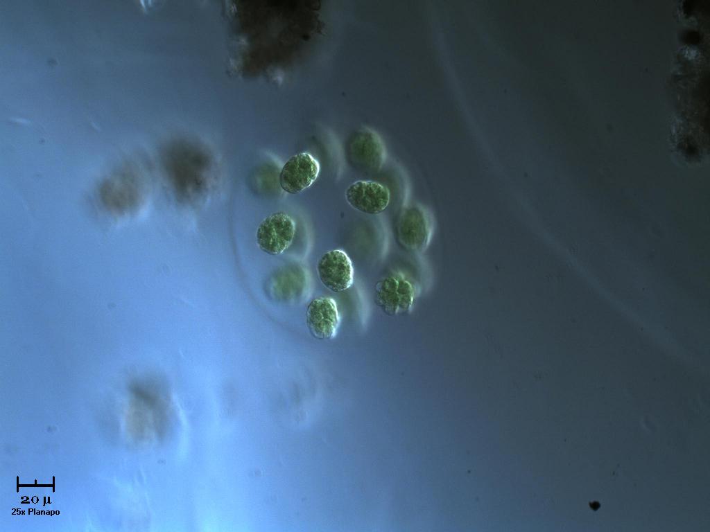 N U O V A !  Eudorina.