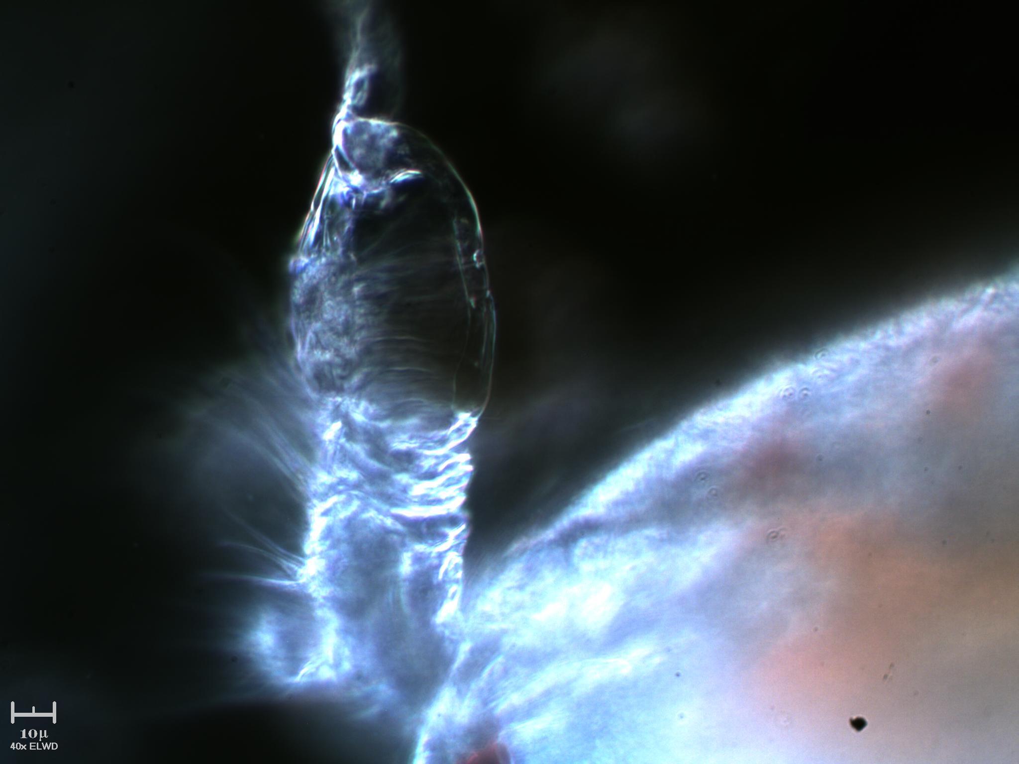 Tutto il Copepode minuto per minuto