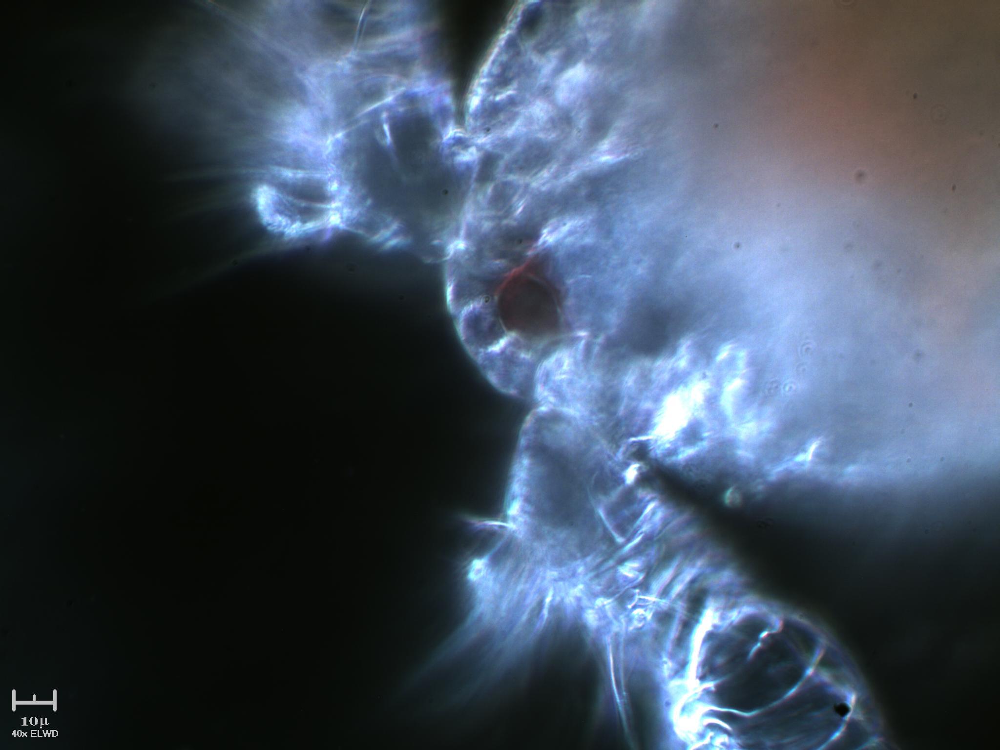 Tutto il Copepode minuto per minuto