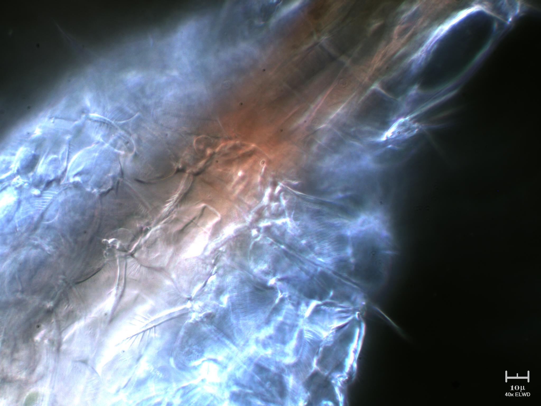 Tutto il Copepode minuto per minuto