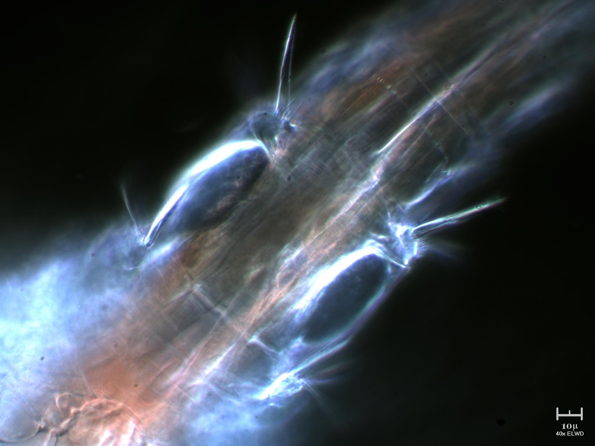 Tutto il Copepode minuto per minuto