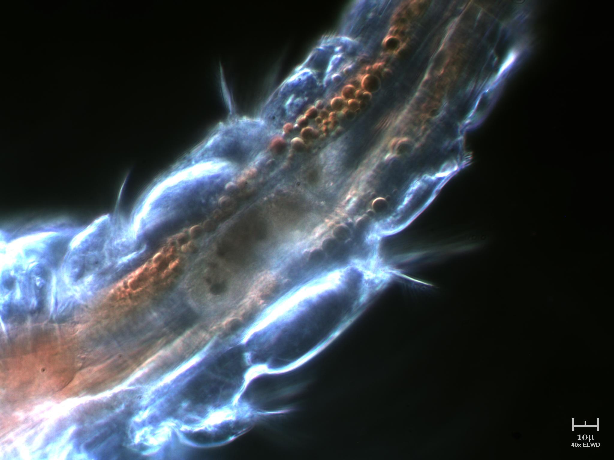 Tutto il Copepode minuto per minuto