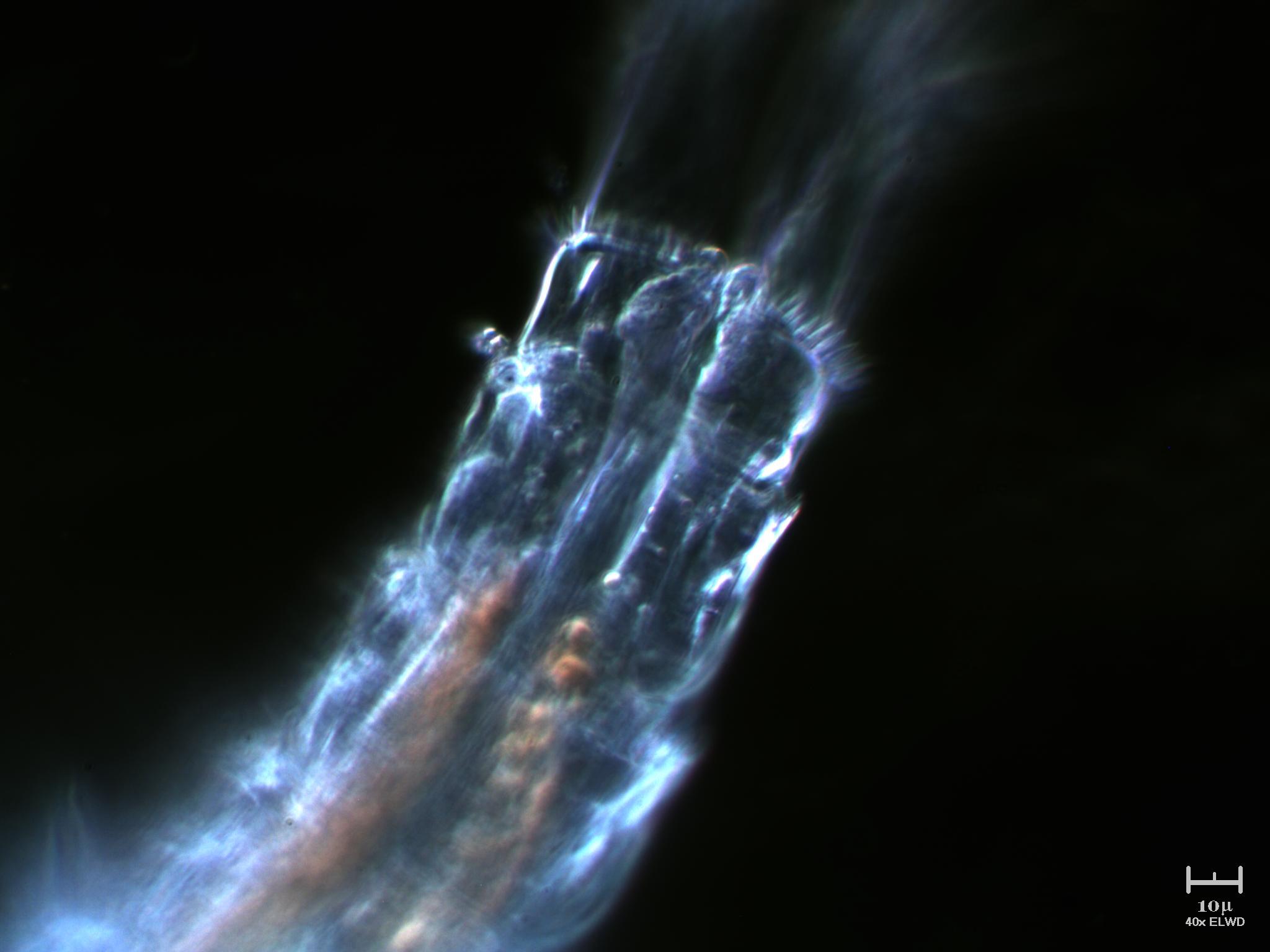 Tutto il Copepode minuto per minuto