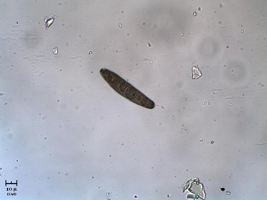 Spora