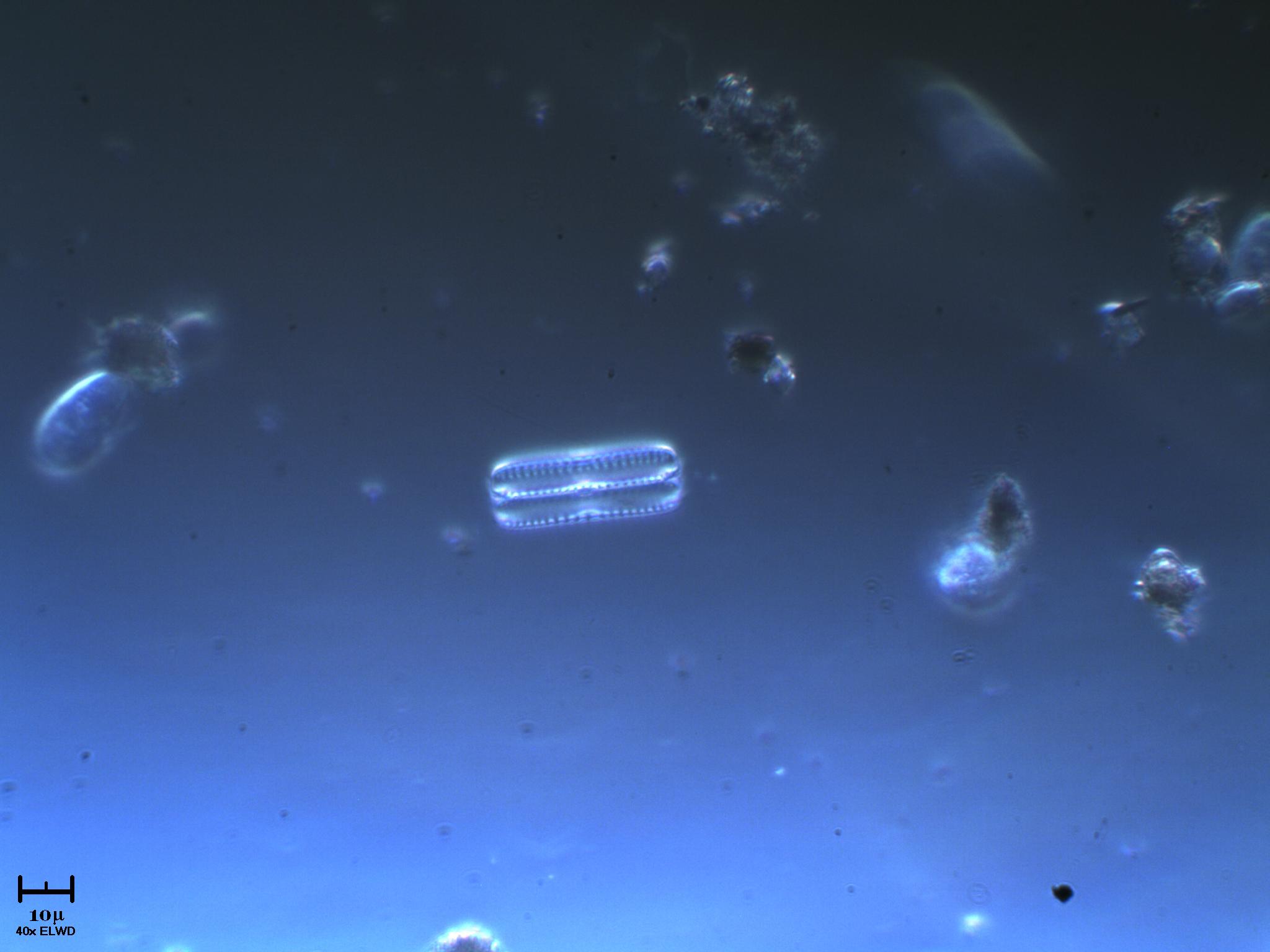 Bellissimo scheletro (!)