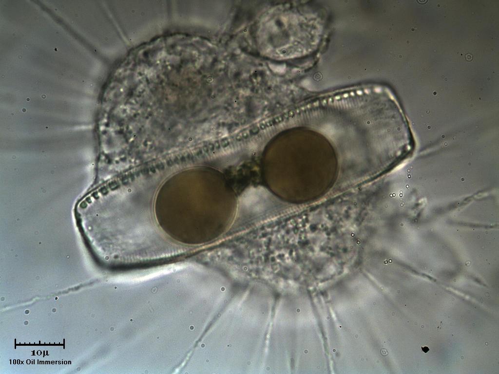 Heliozoi con uova al tegamino