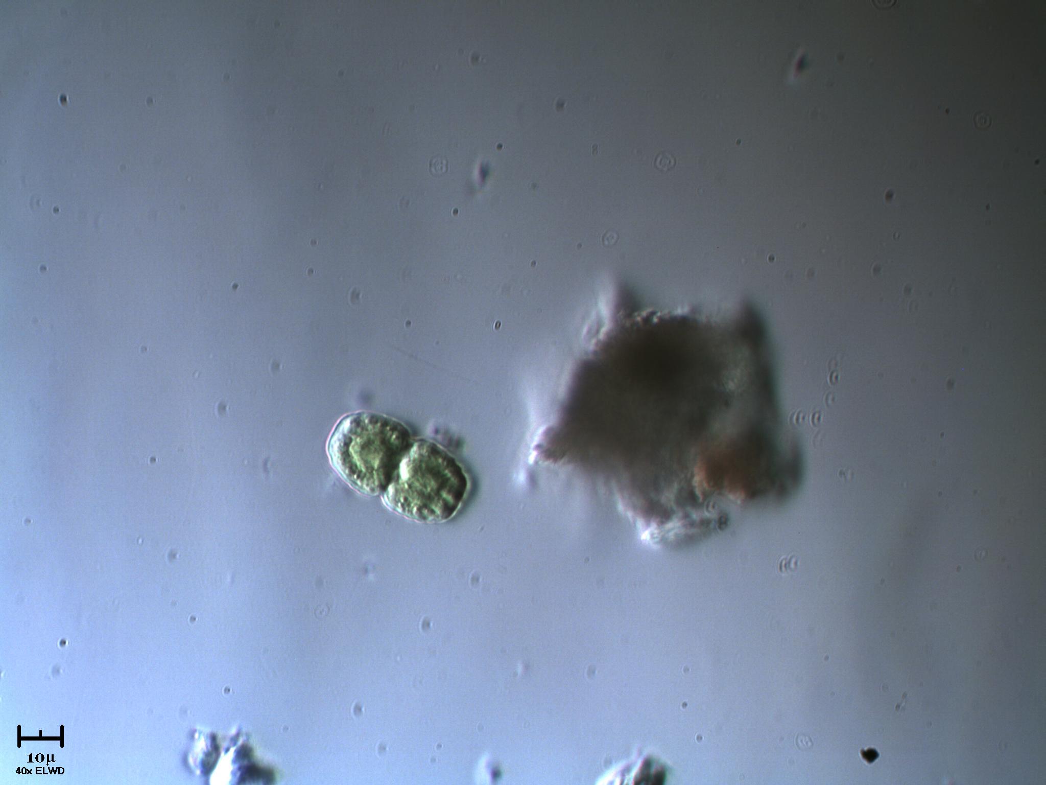 Cosmarium