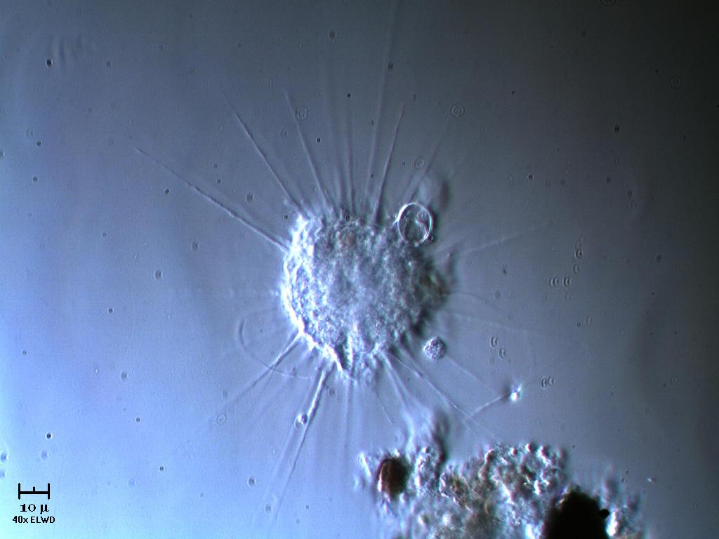 Heliozoo 3745