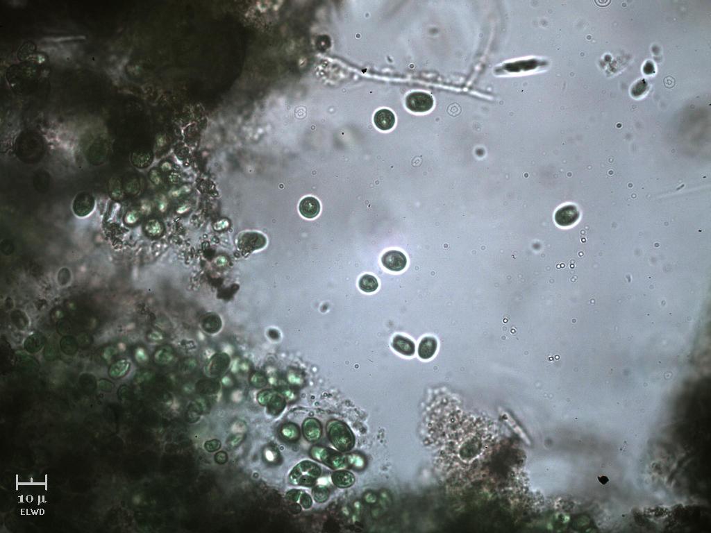 Cloroficee (speriamo bene!)