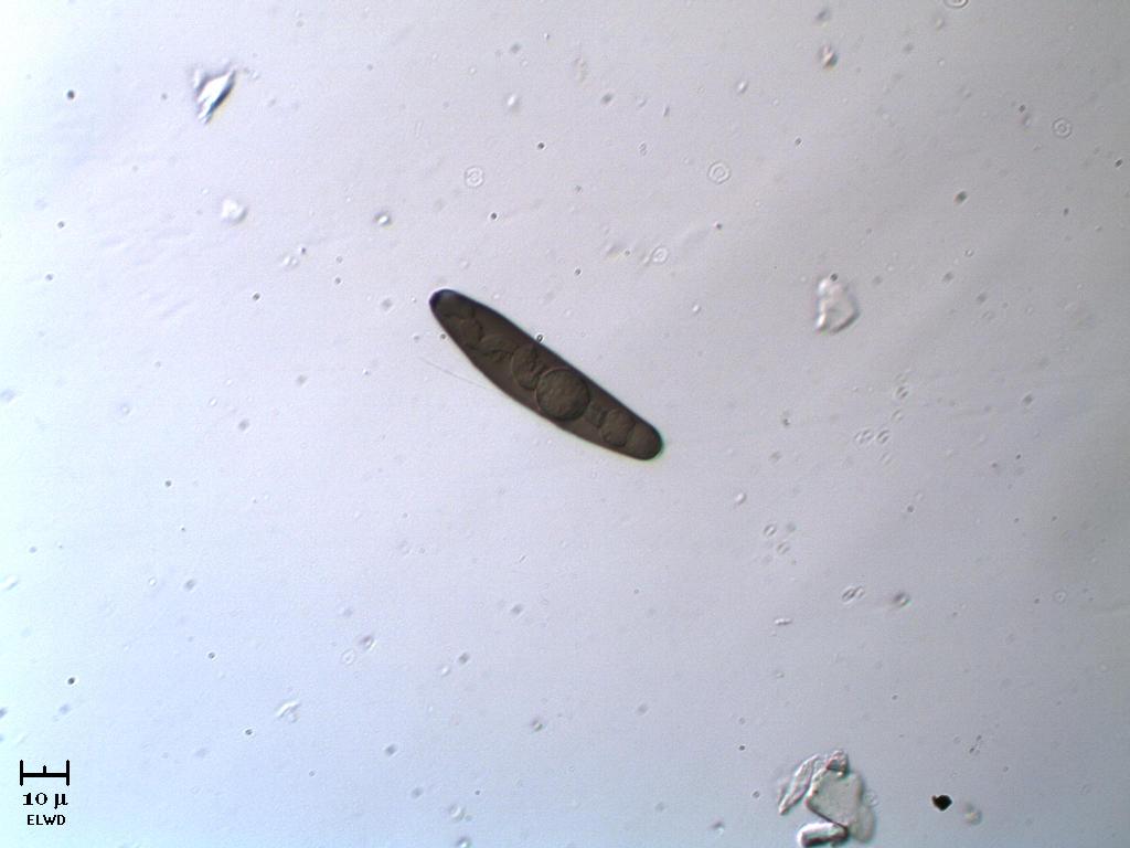 Spora