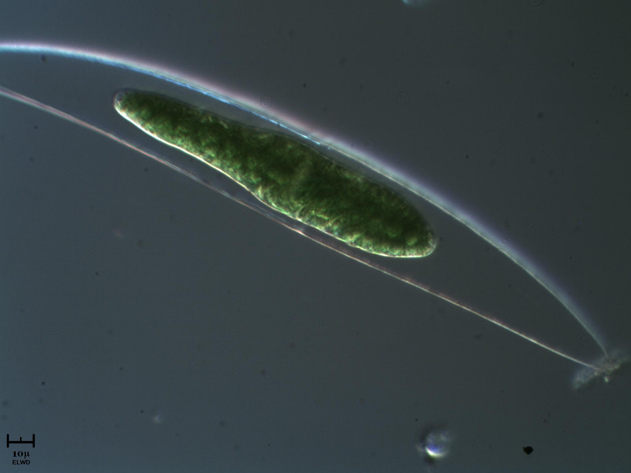 Strano Closterium