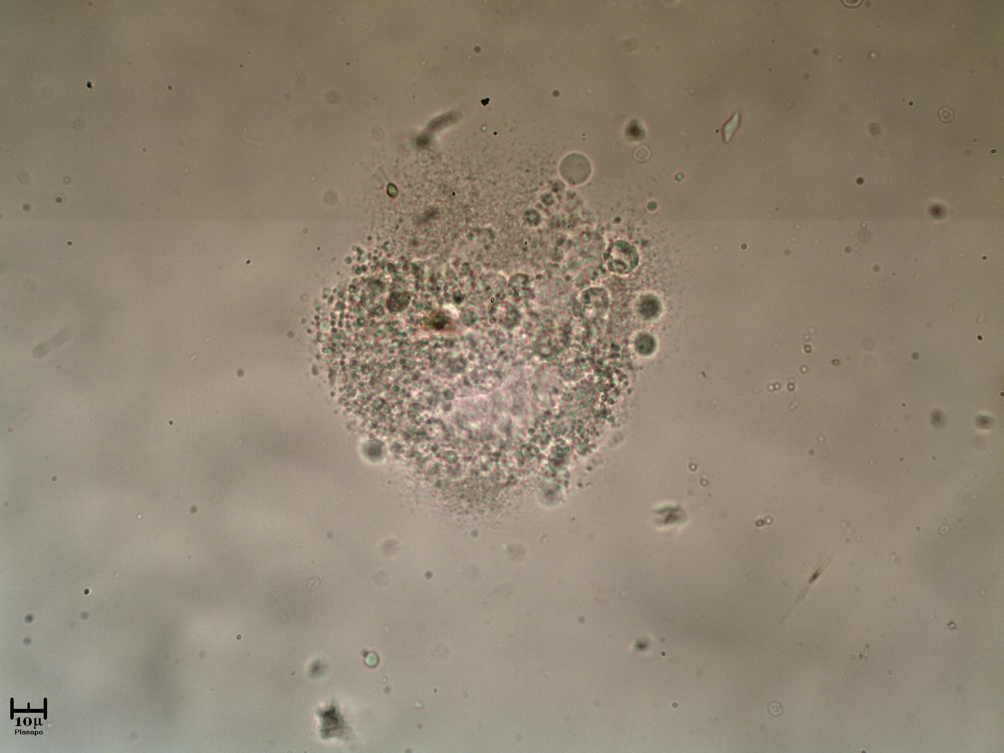 Misteriosa esplosione