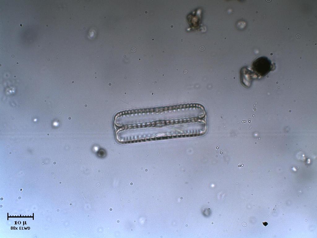 Bellissimo scheletro (!)