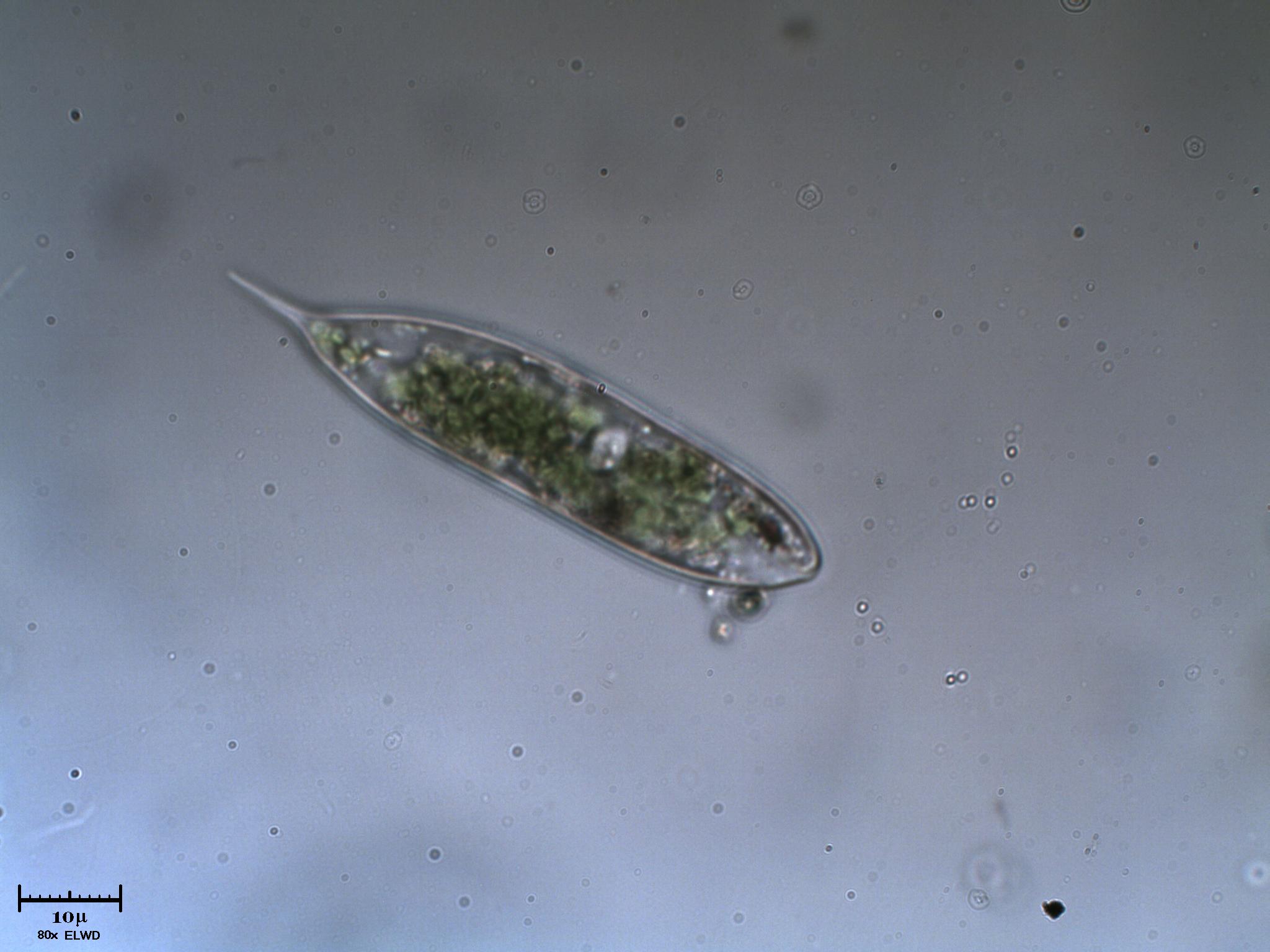 Ei f� Euglena acus (della serie la Famiglia Adams)