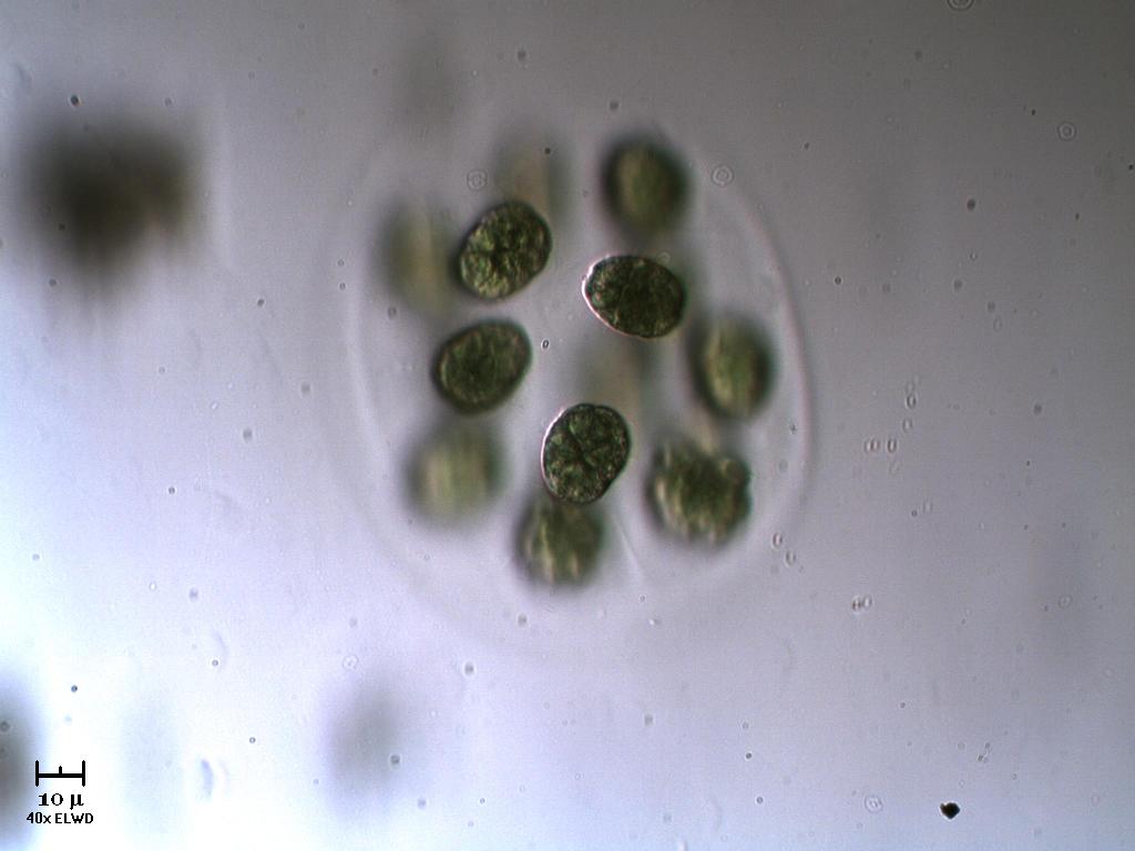 N U O V A !  Eudorina.