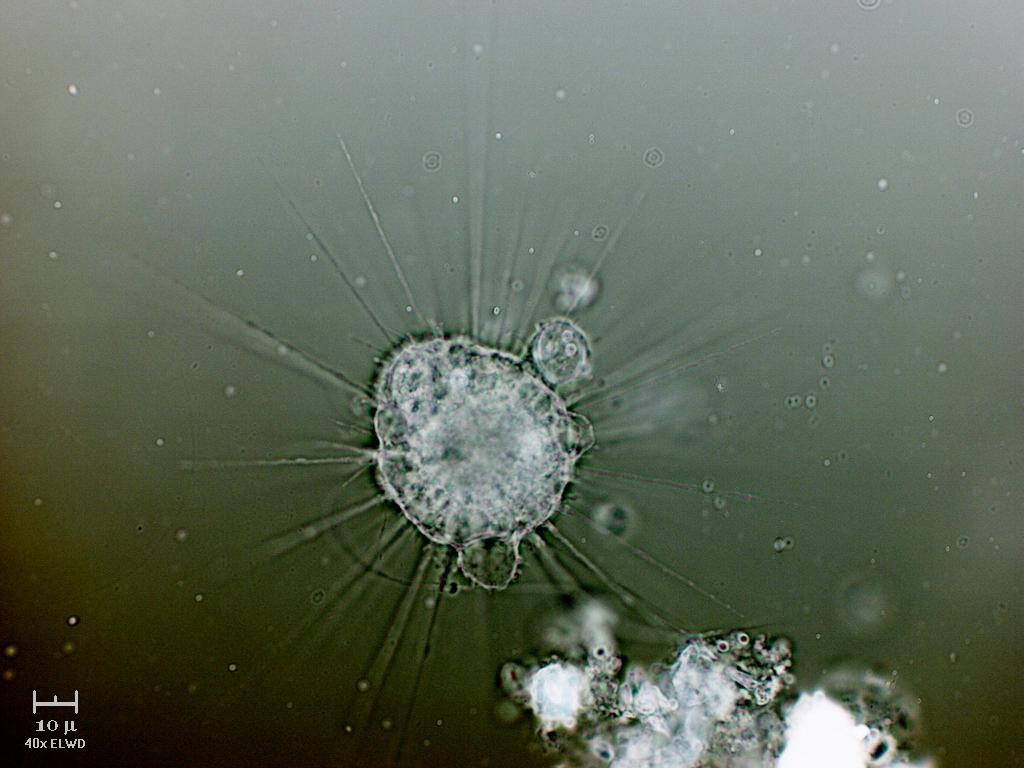 Heliozoo 3745