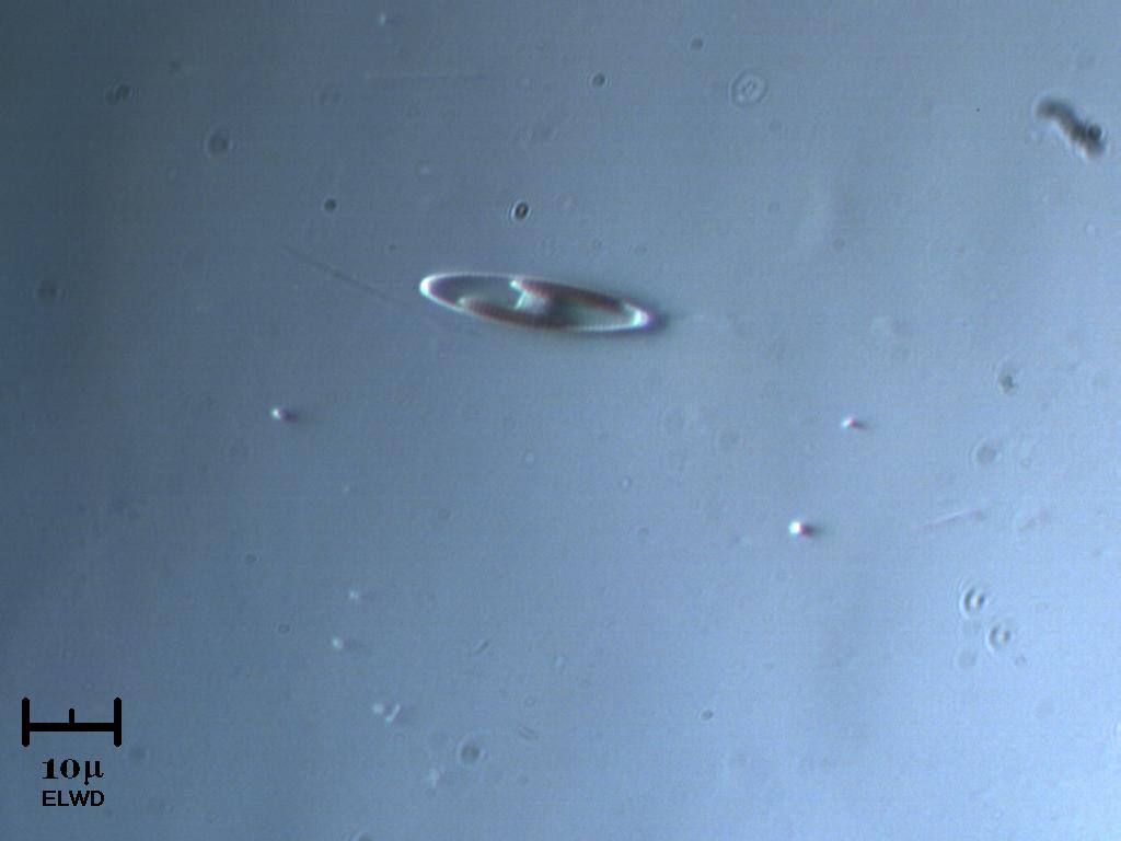 Alga crepuscolare