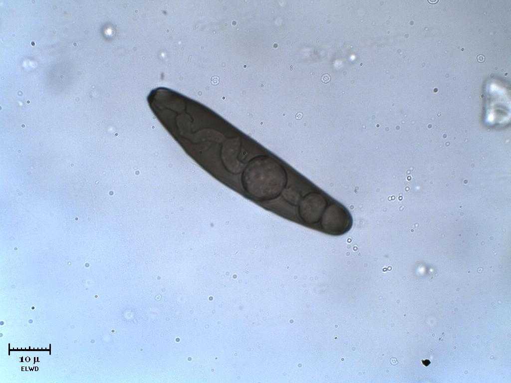 Spora
