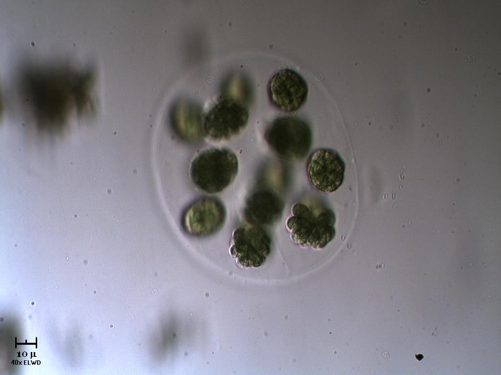 N U O V A !  Eudorina.