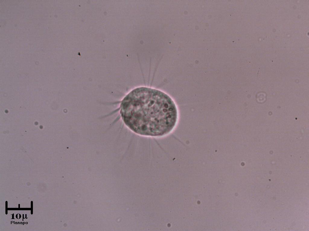 Questo � veramente nuovo