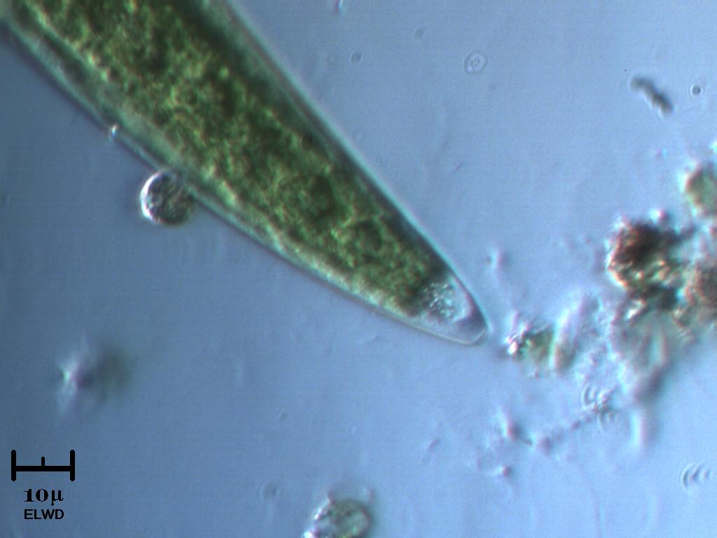 Il crepuscolo del Closterium