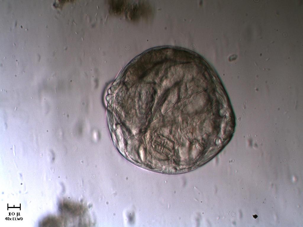 Guardate questo Rotifero