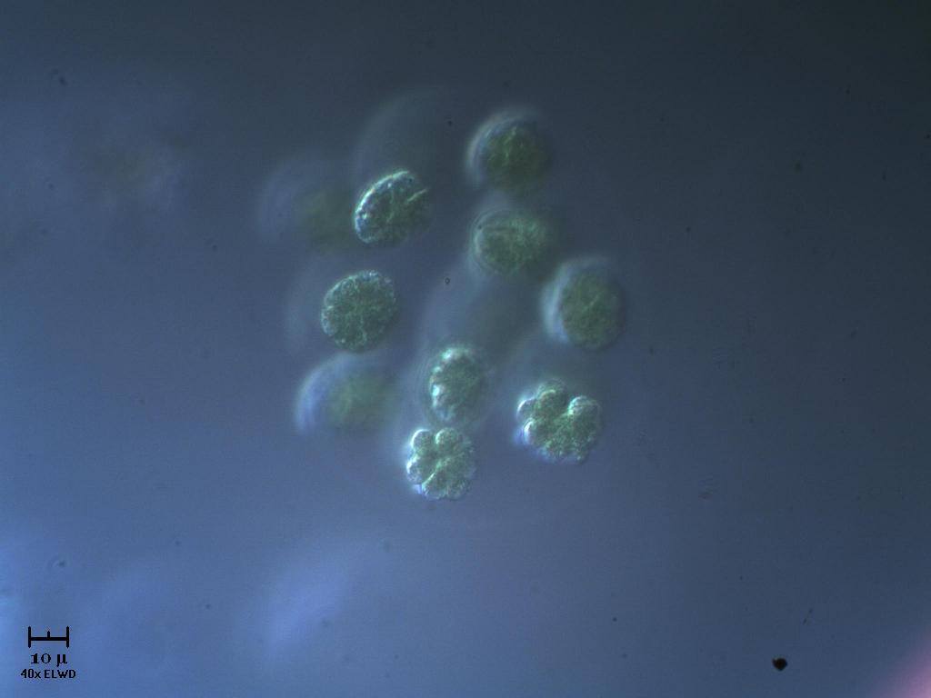 N U O V A !  Eudorina.