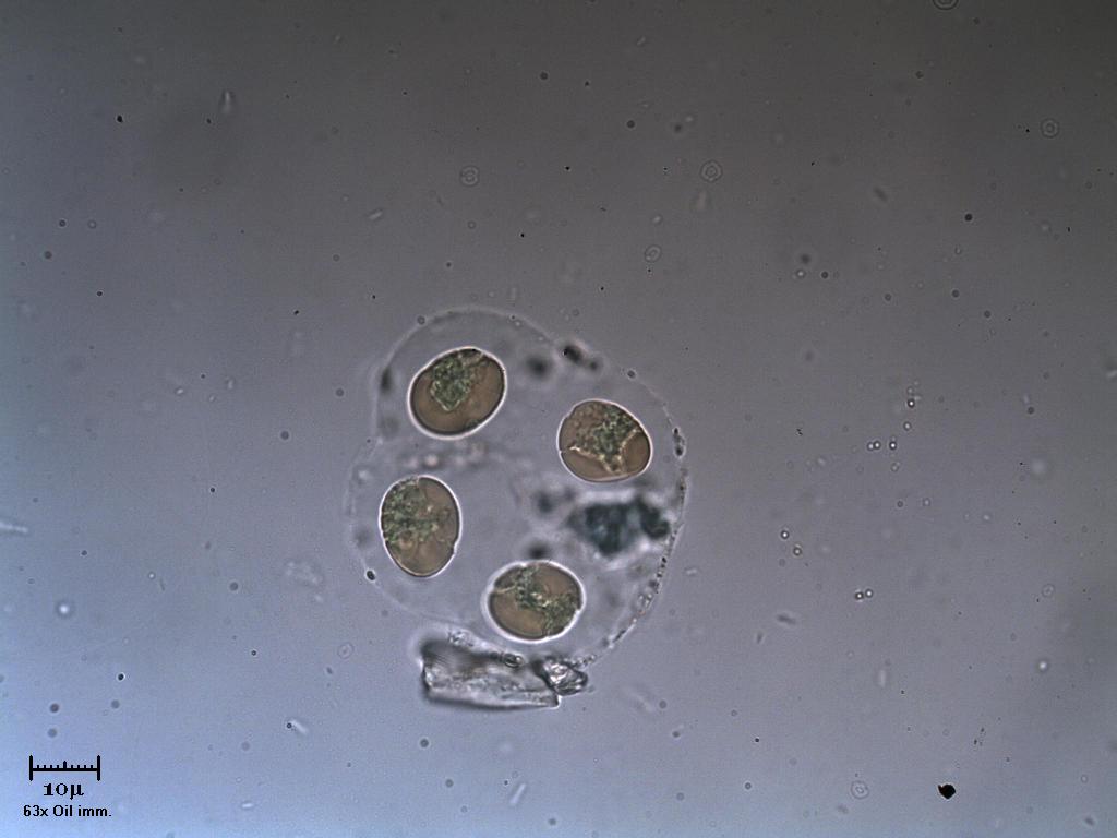 FIEN STAGN. Diario di bordo.