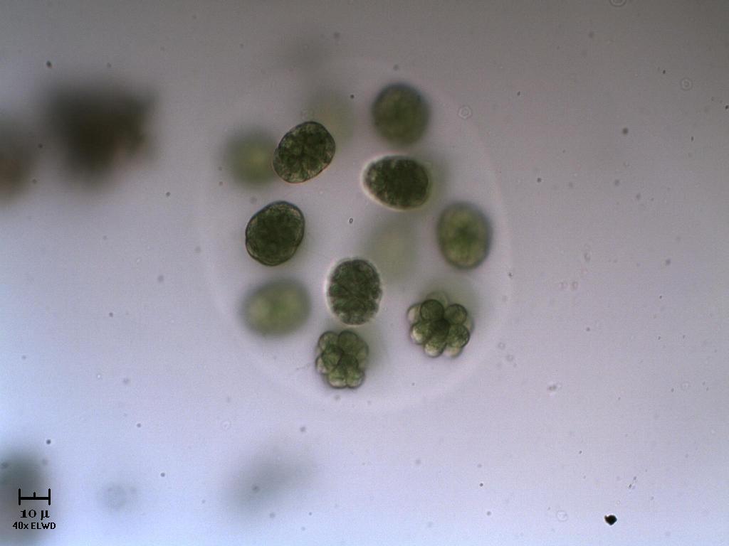 N U O V A !  Eudorina.