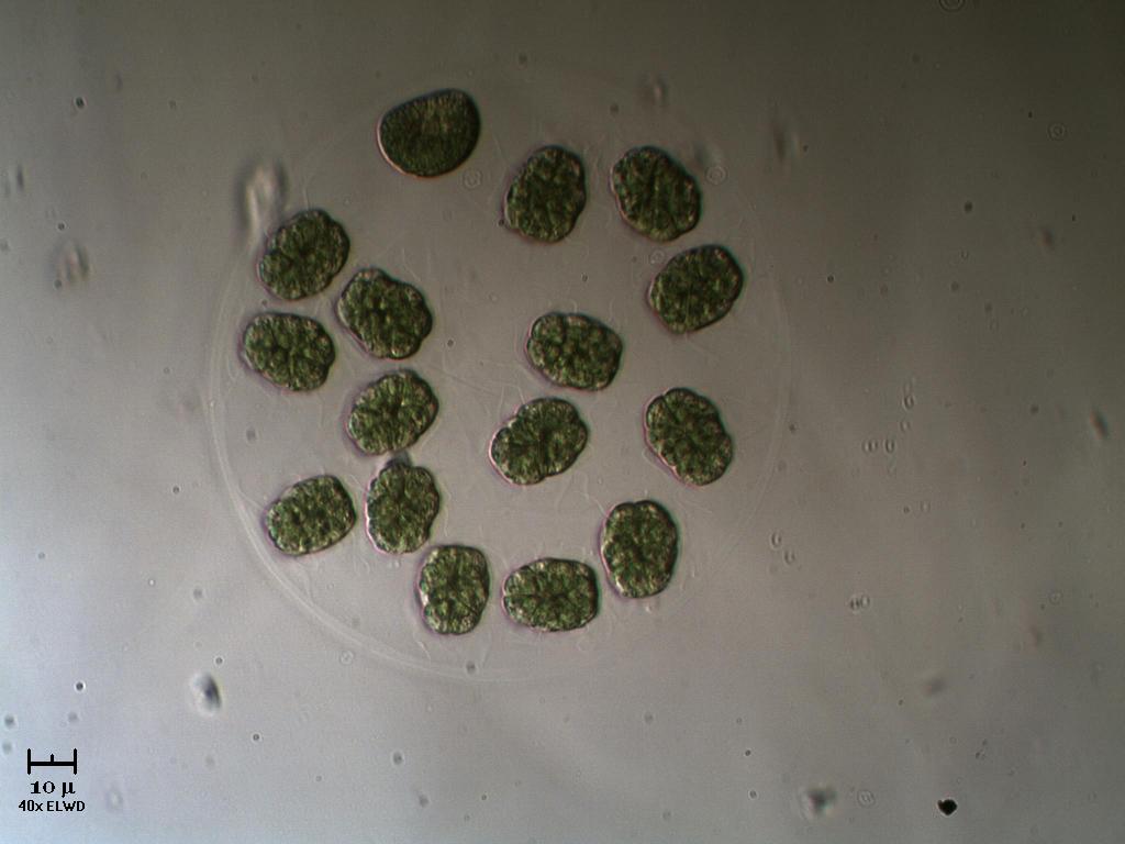 N U O V A !  Eudorina.