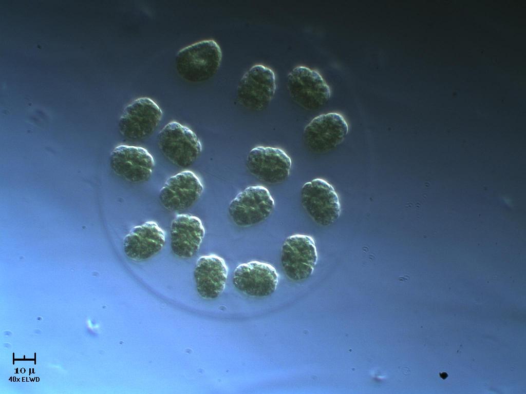 N U O V A !  Eudorina.