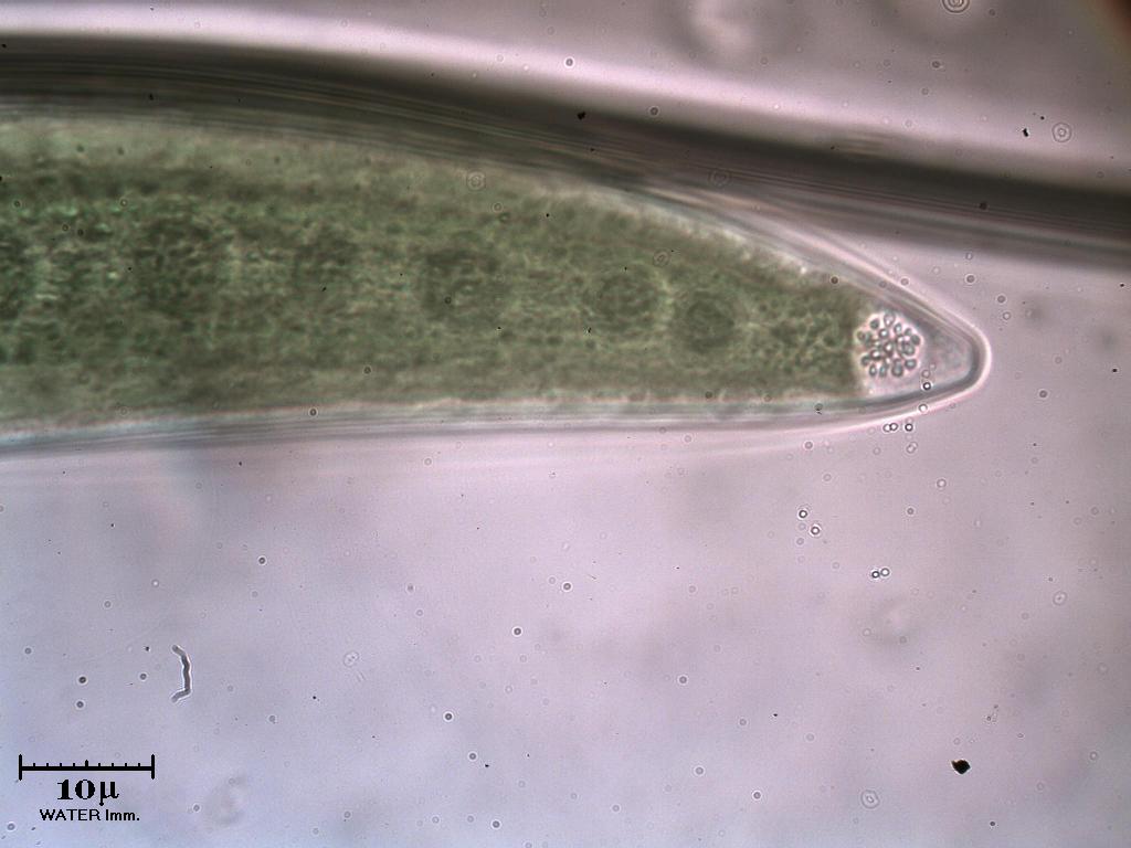 Le prime foto nella NUOVA FRONTIERA: Water immersion!