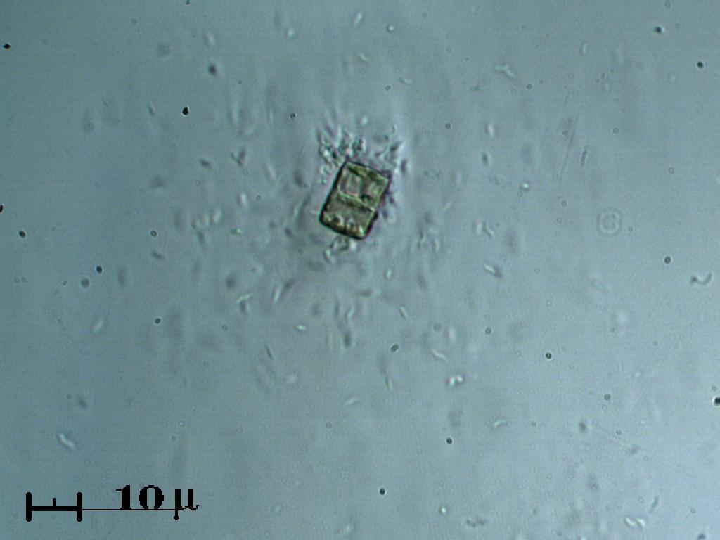 Minialghe quadrate
