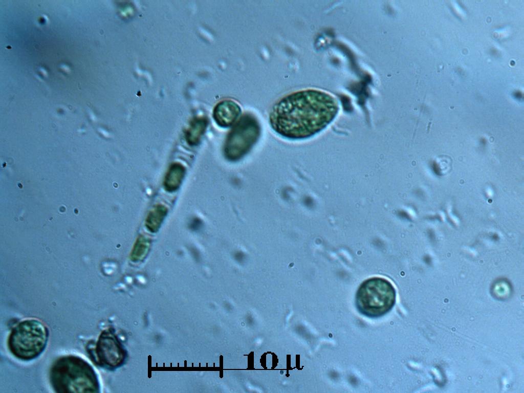 Flagellati o Cloroficee?