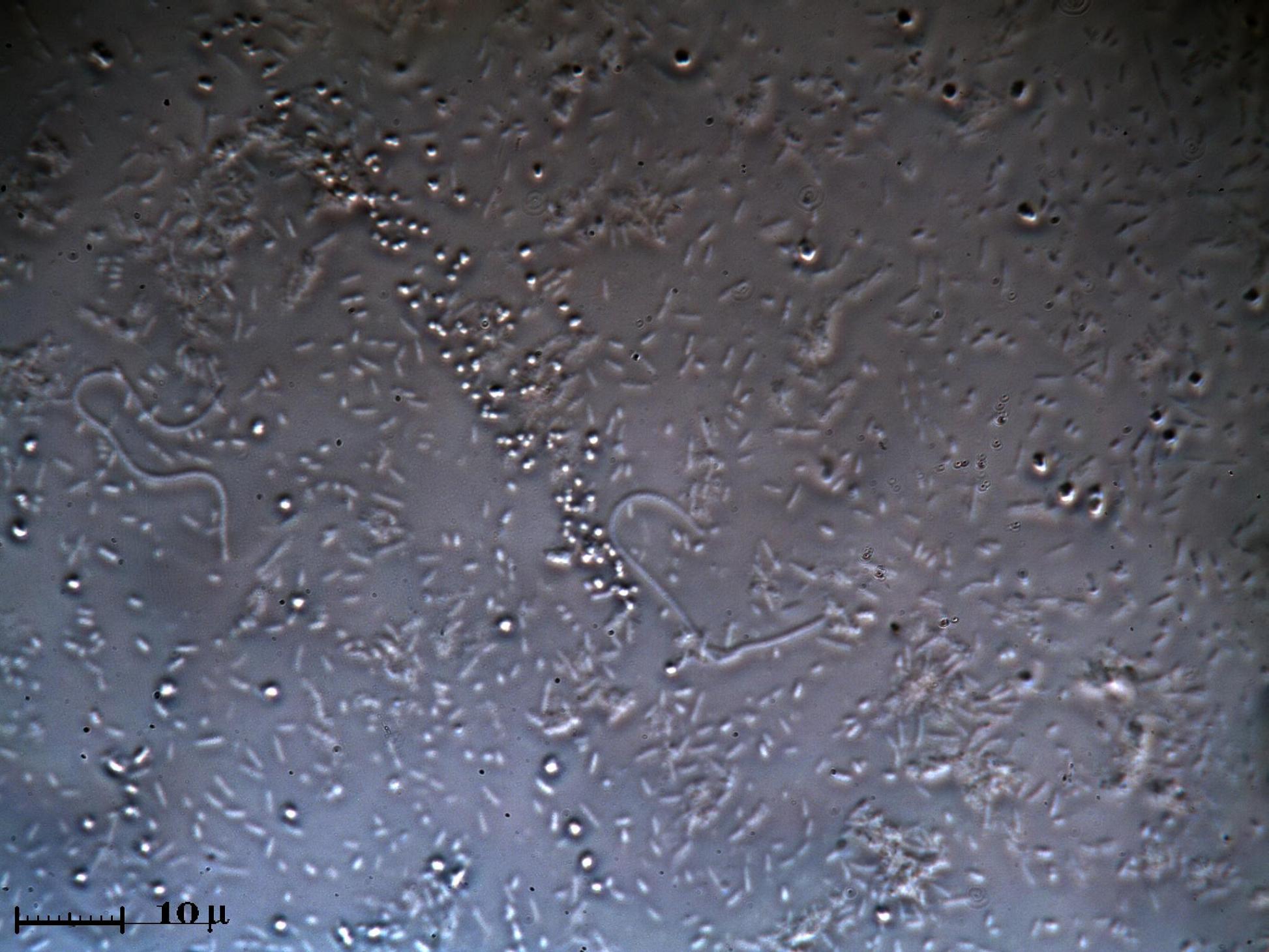 Batteri nastriformi