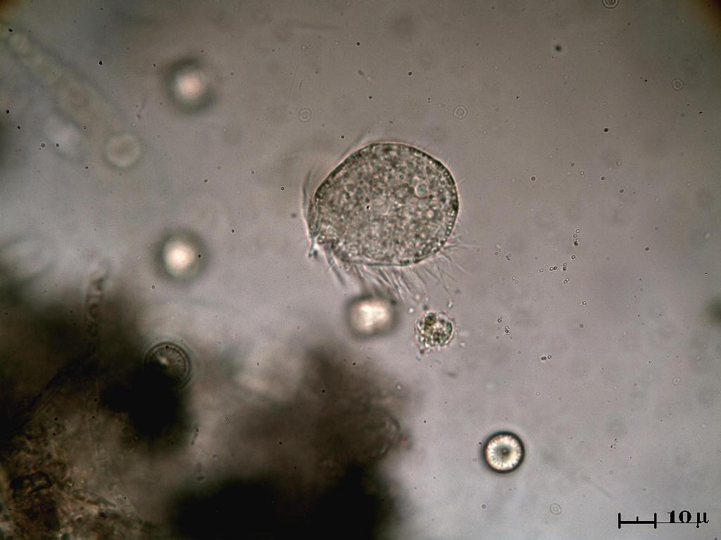 Questo credo sia nuovo.