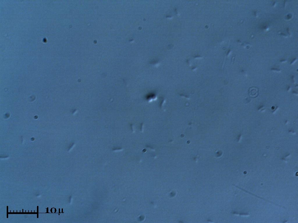 Diplococcus