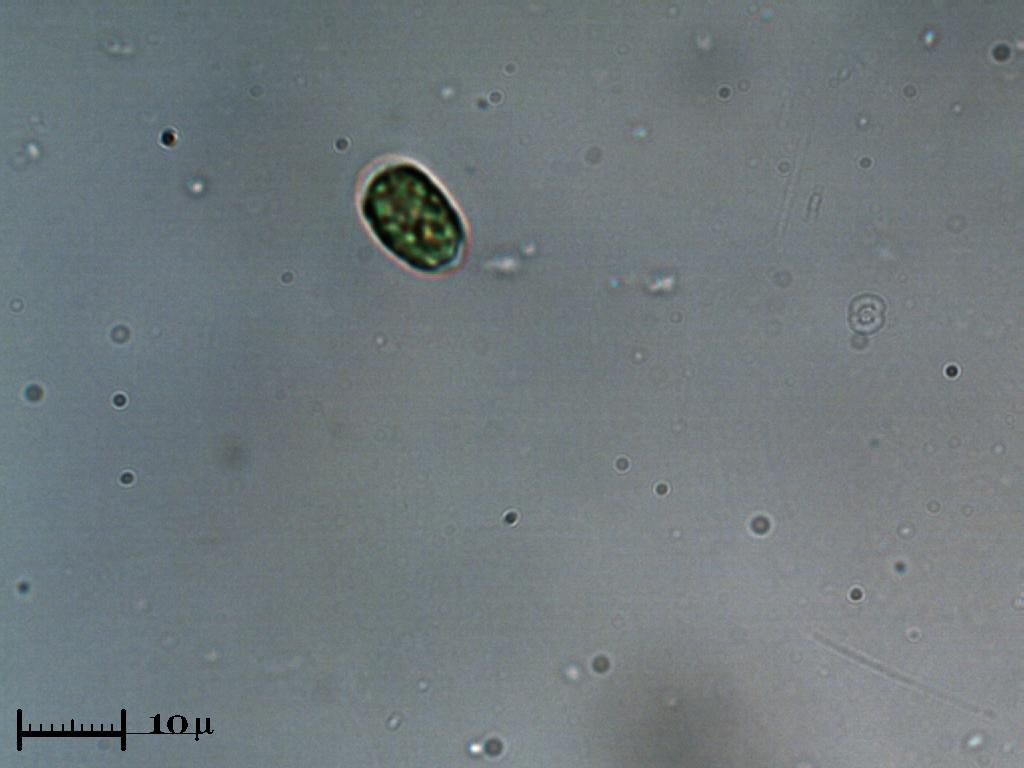 Chlamydomonas!!!!