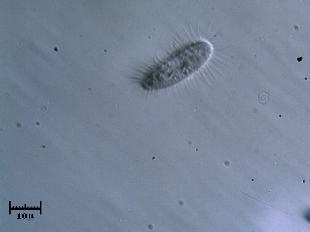 Ciliato