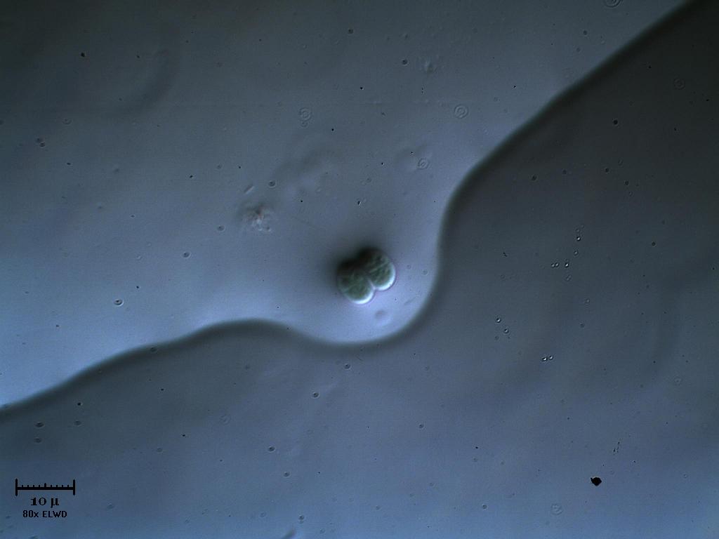 Cyanopenisola