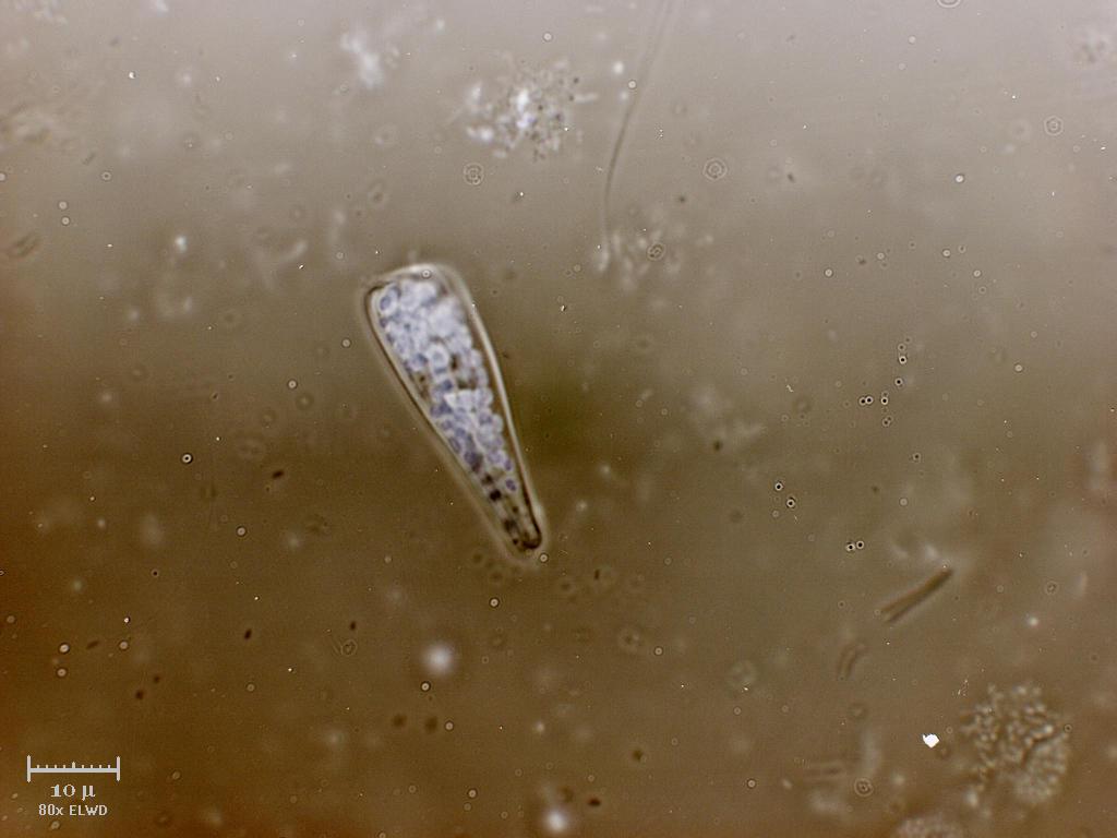 WILMA! Dammi la clava!